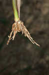 Big bluestem